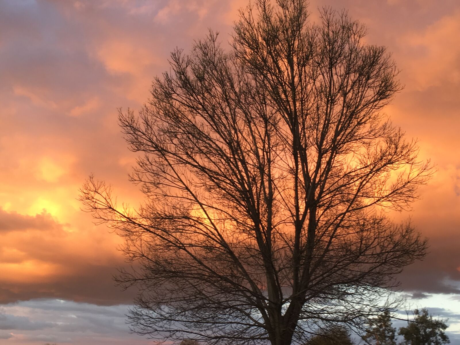 iPhone SE back camera 4.15mm f/2.2 sample photo. Sky, tree, nature photography