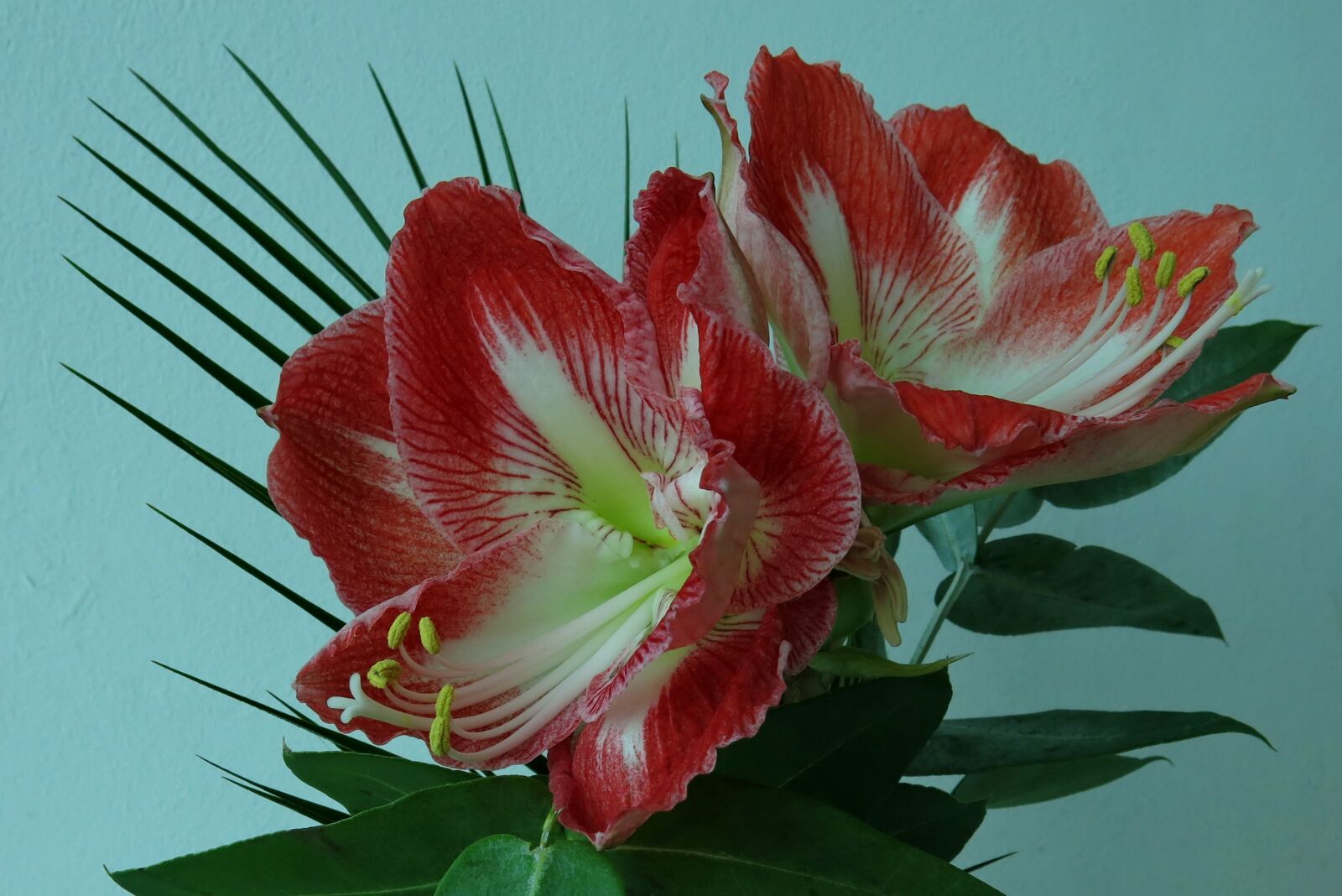 Canon PowerShot G15 sample photo. Knights star, amaryllis, flower photography