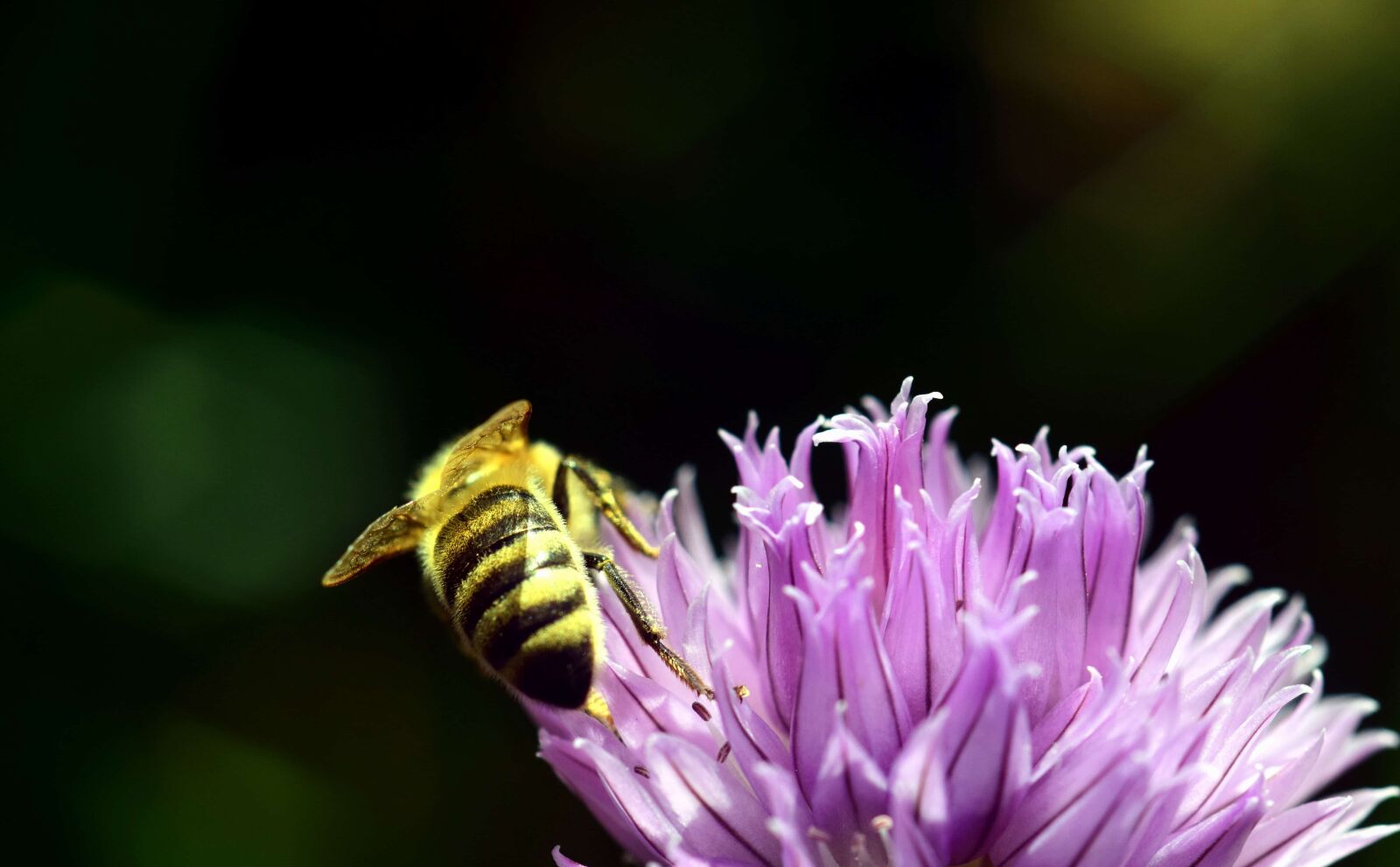 Nikon D3300 sample photo. Flower, nature, insect, bee photography