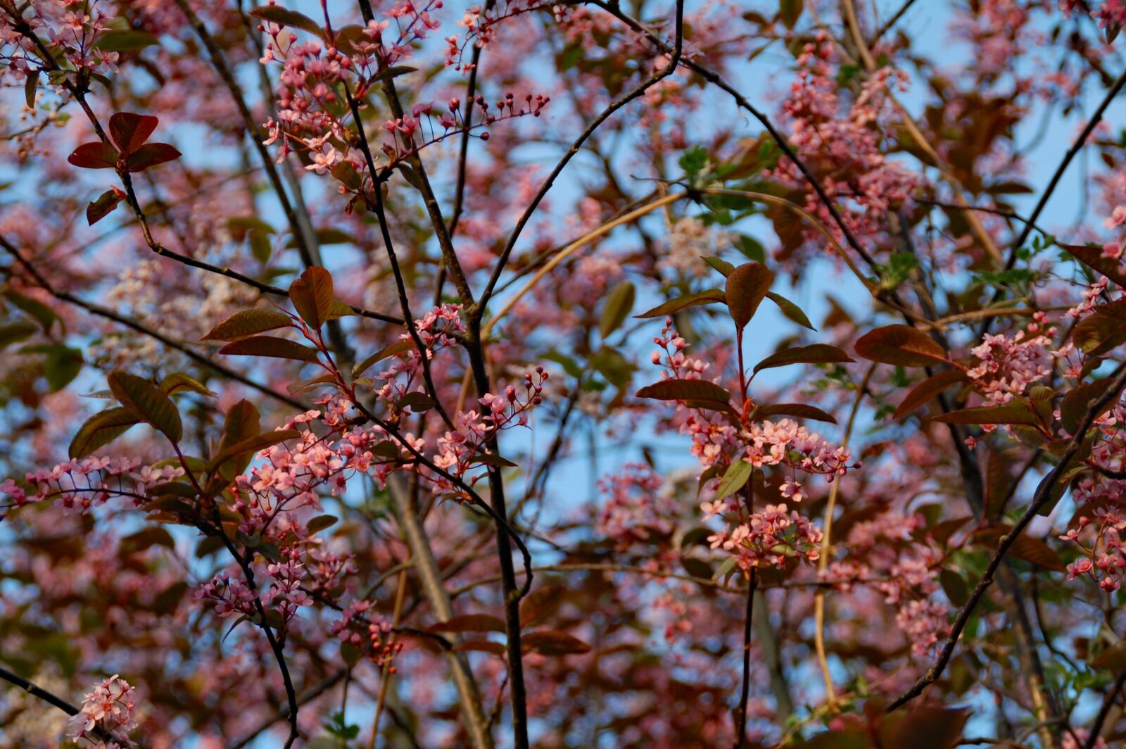 Nikon D50 sample photo. Blossom, branches, spring photography