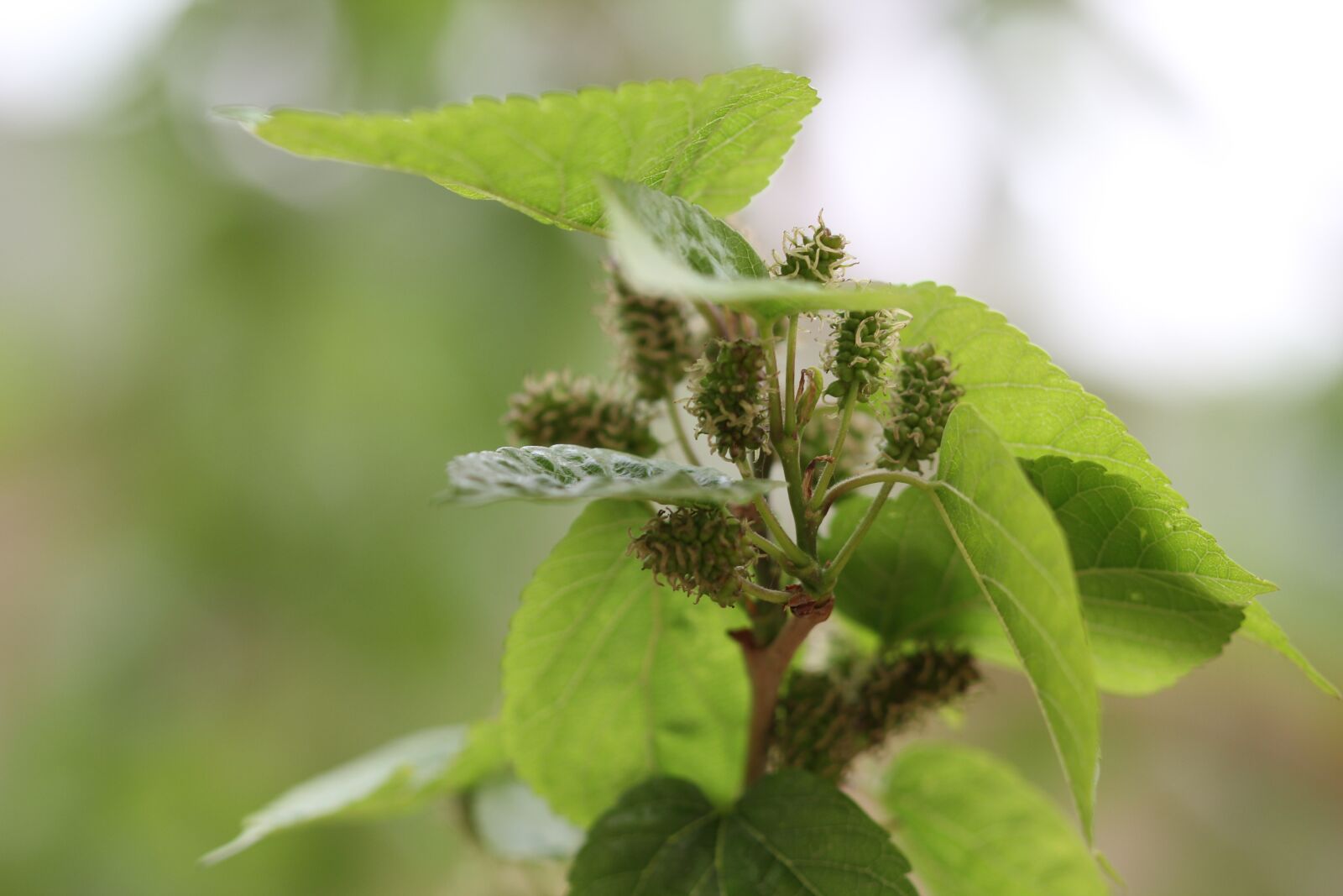 Canon EOS 550D (EOS Rebel T2i / EOS Kiss X4) sample photo. Green, plant, background photography