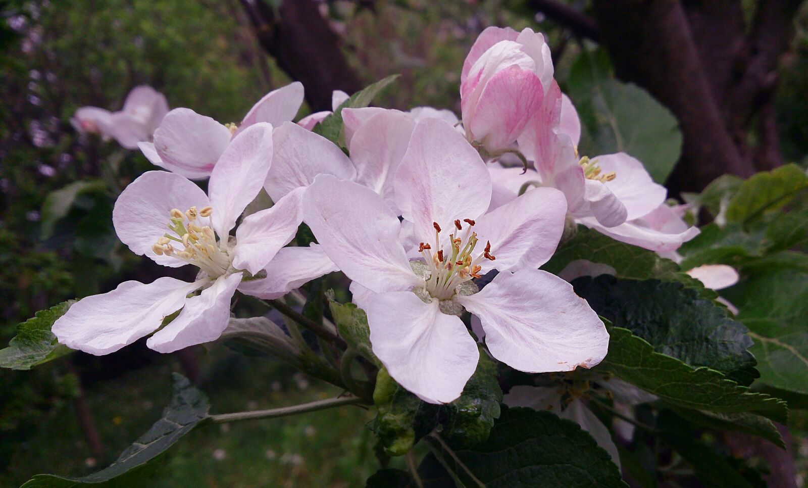 Sony Xperia Z sample photo. Pink, color, pink flower photography