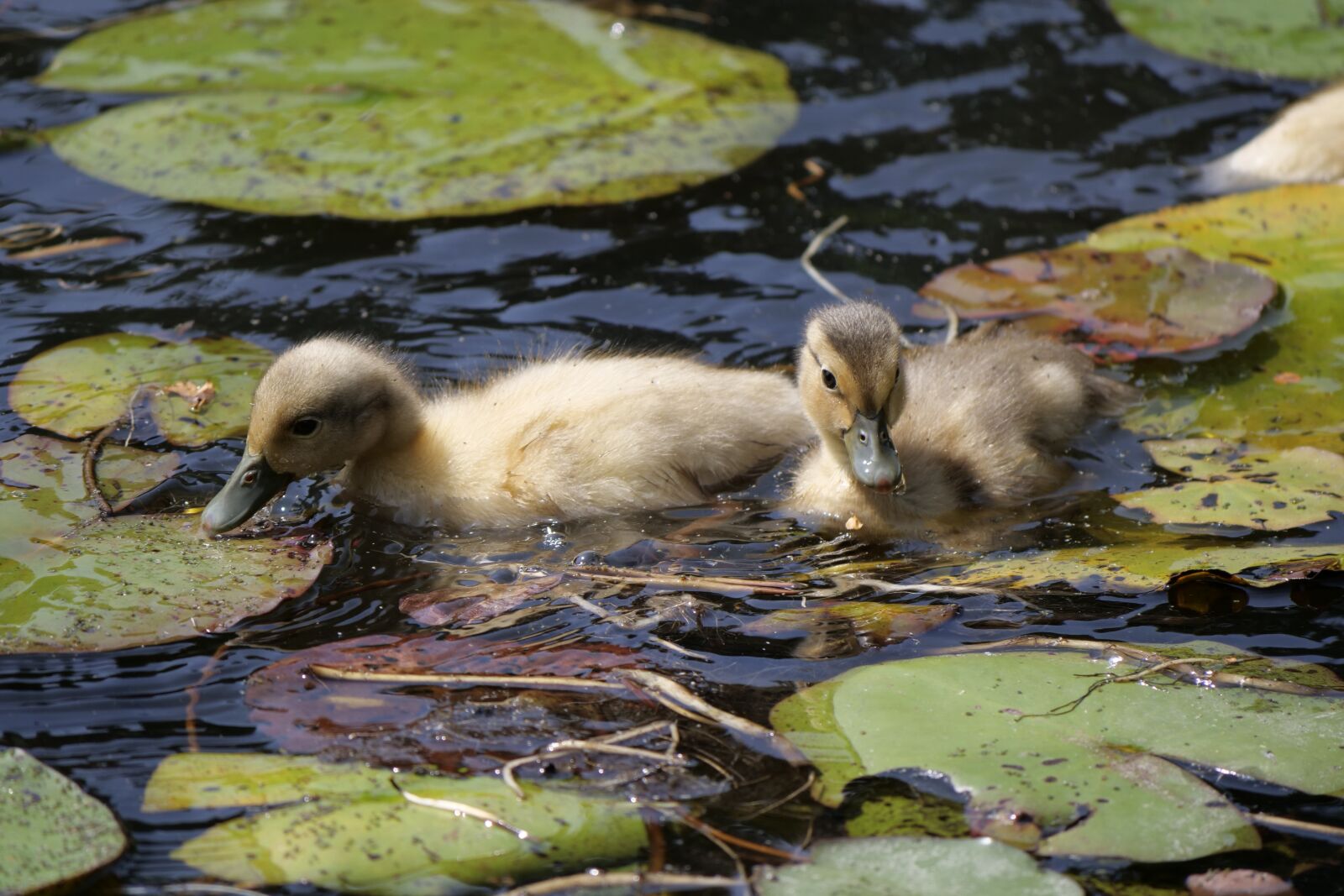 Panasonic Lumix DC-G9 sample photo. Animal world, nature, water photography
