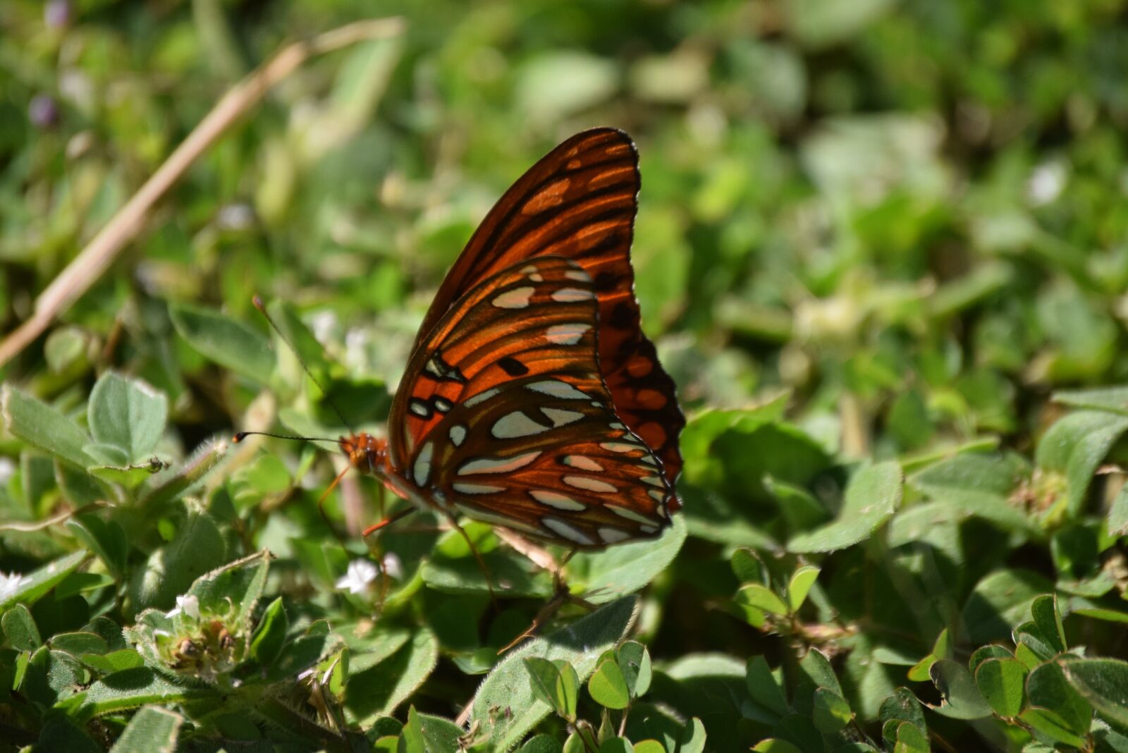 Nikon D5300 sample photo. Butterfly, nature, summer photography