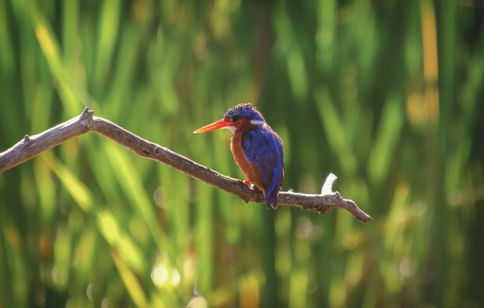 Nikon D7000 sample photo. Kingfisher, malachite, bird photography