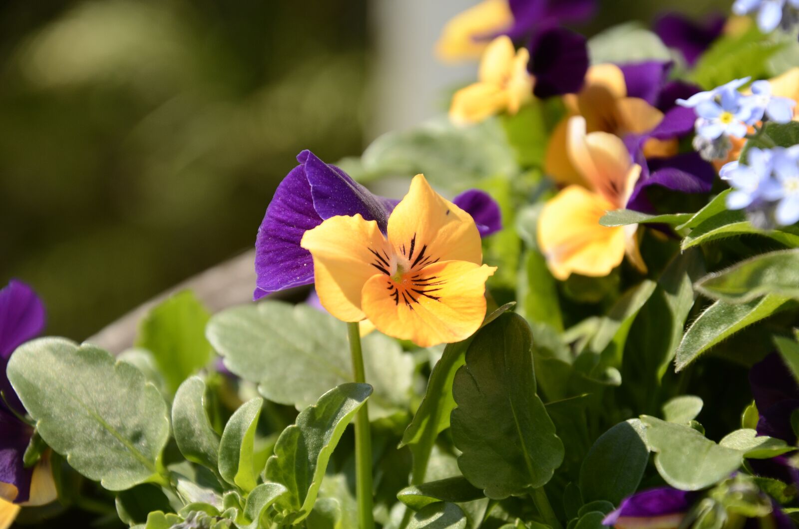 Nikon D7000 sample photo. Pansy, orange, spring photography