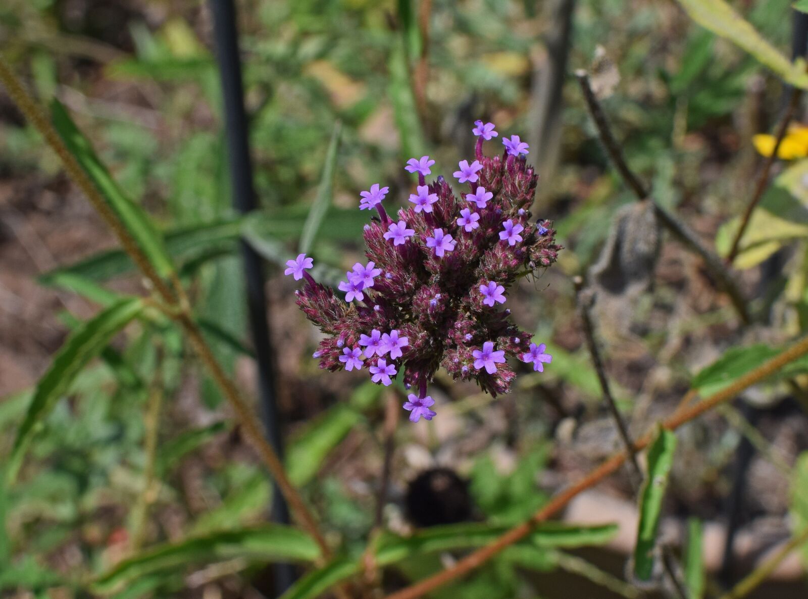 Nikon D3300 sample photo. Skipper on verbena bonariensis photography
