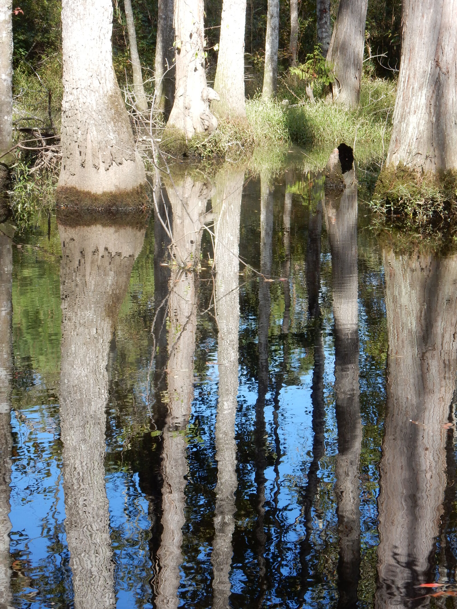 Nikon Coolpix S9900 sample photo. Reflections, river, swamp photography