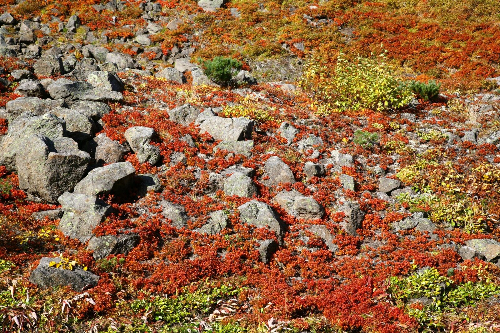 Canon EOS 5D sample photo. Autumn, mountain plateau, stones photography