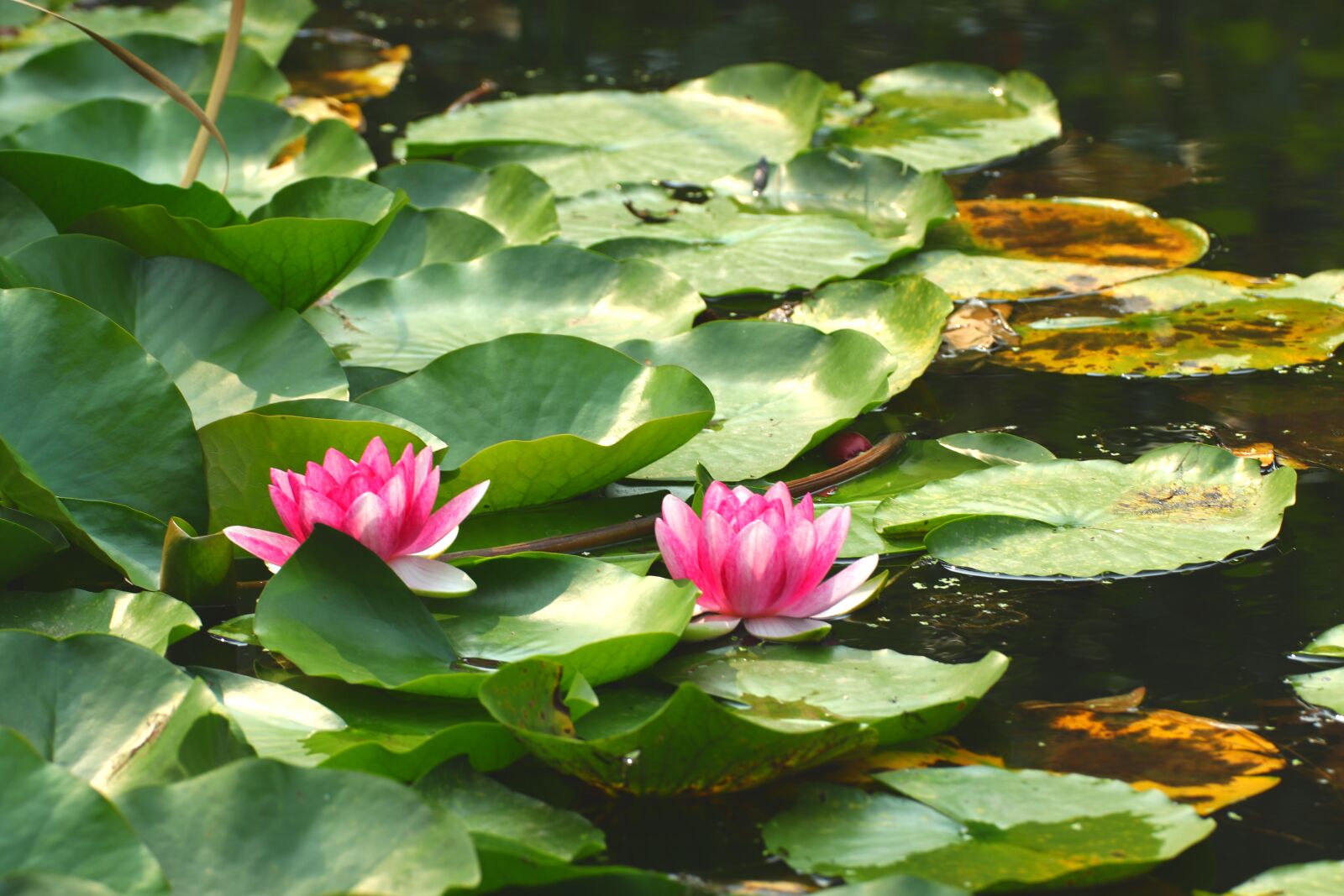 Canon EOS 200D (EOS Rebel SL2 / EOS Kiss X9) sample photo. Lily pad, flower, pond photography