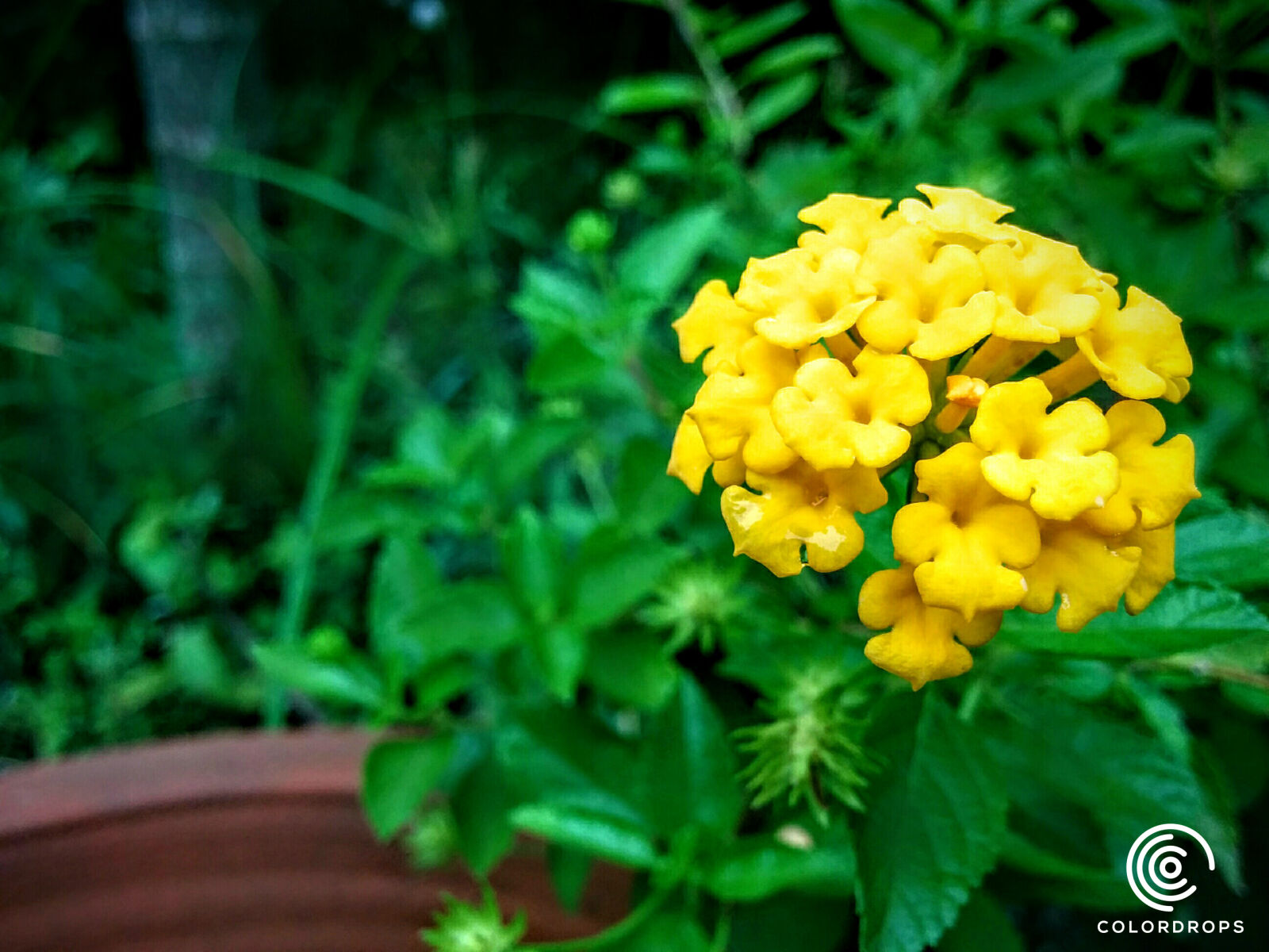 LG Nexus 5 sample photo. Drop, flower, green, niyasconnect photography