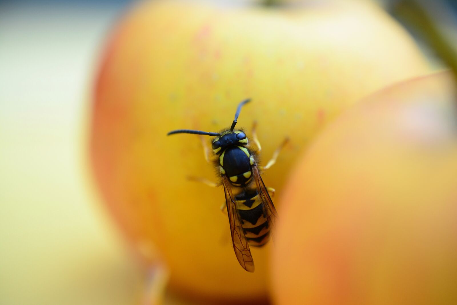 Nikon D5200 sample photo. Wasp, insect, animal photography