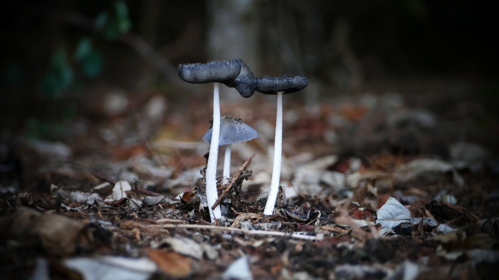 Panasonic Lumix DMC-FZ1000 sample photo. Mushrooms, agaric, mushroom photography