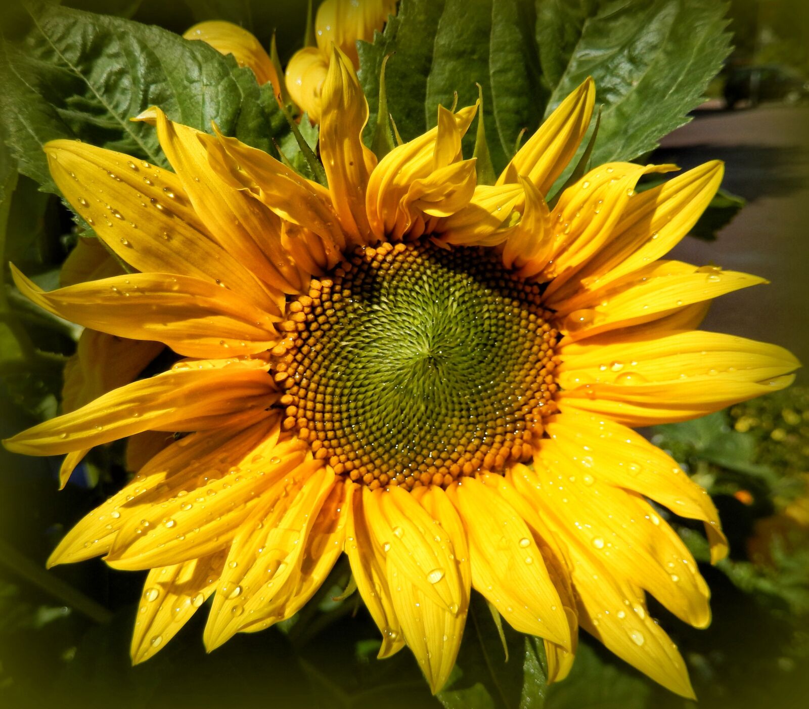Nikon COOLPIX S9400 sample photo. Sunflower, nature, summer photography