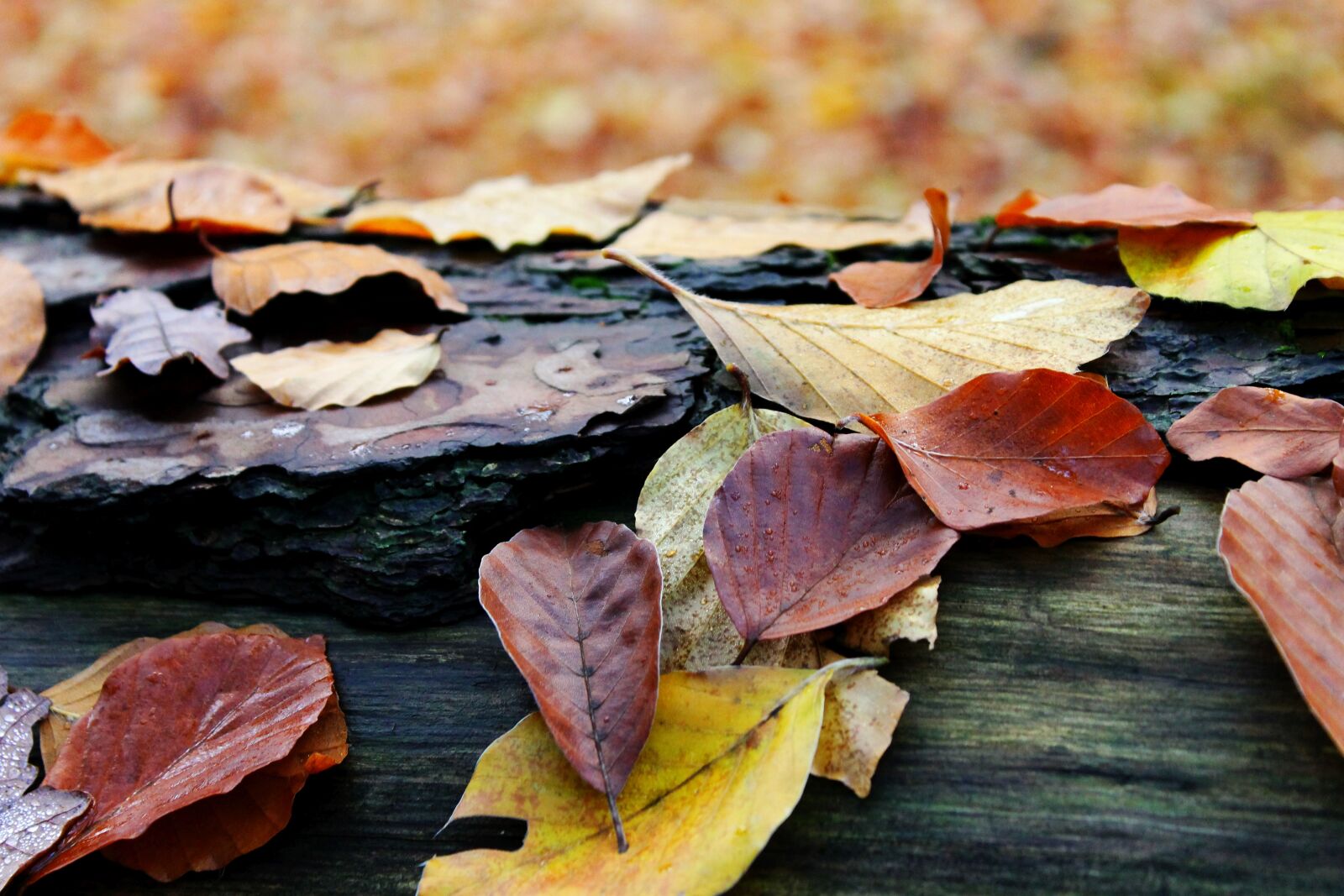 Canon EOS 1100D (EOS Rebel T3 / EOS Kiss X50) sample photo. Autumn, forest, leaves photography