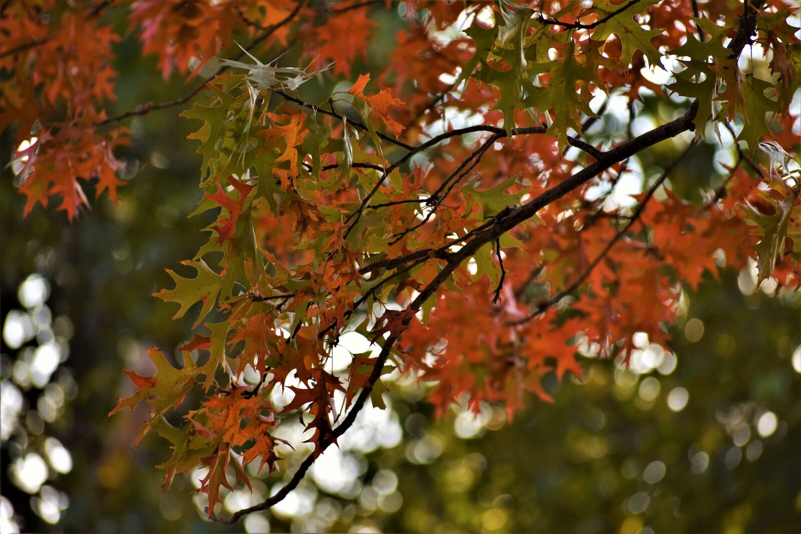 Nikon AF-P DX Nikkor 70-300mm F4.5-6.3G sample photo. Autumn, colours, autumn, leaf photography