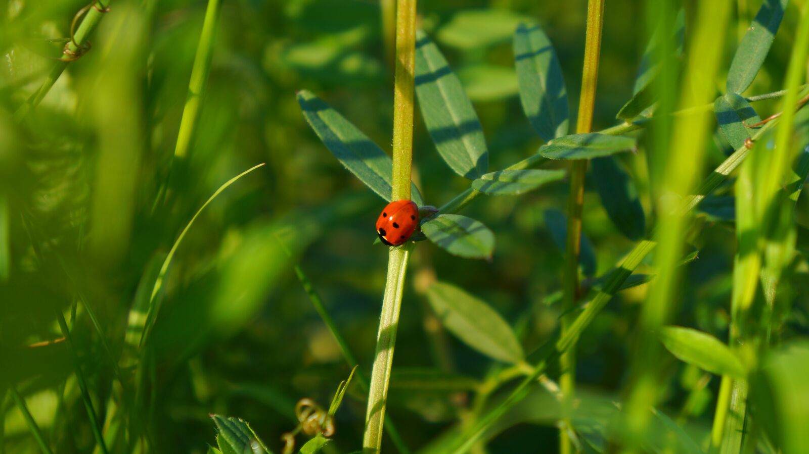 Sony Alpha a3000 + Sony E 18-55mm F3.5-5.6 OSS sample photo. Nature, plants, green photography