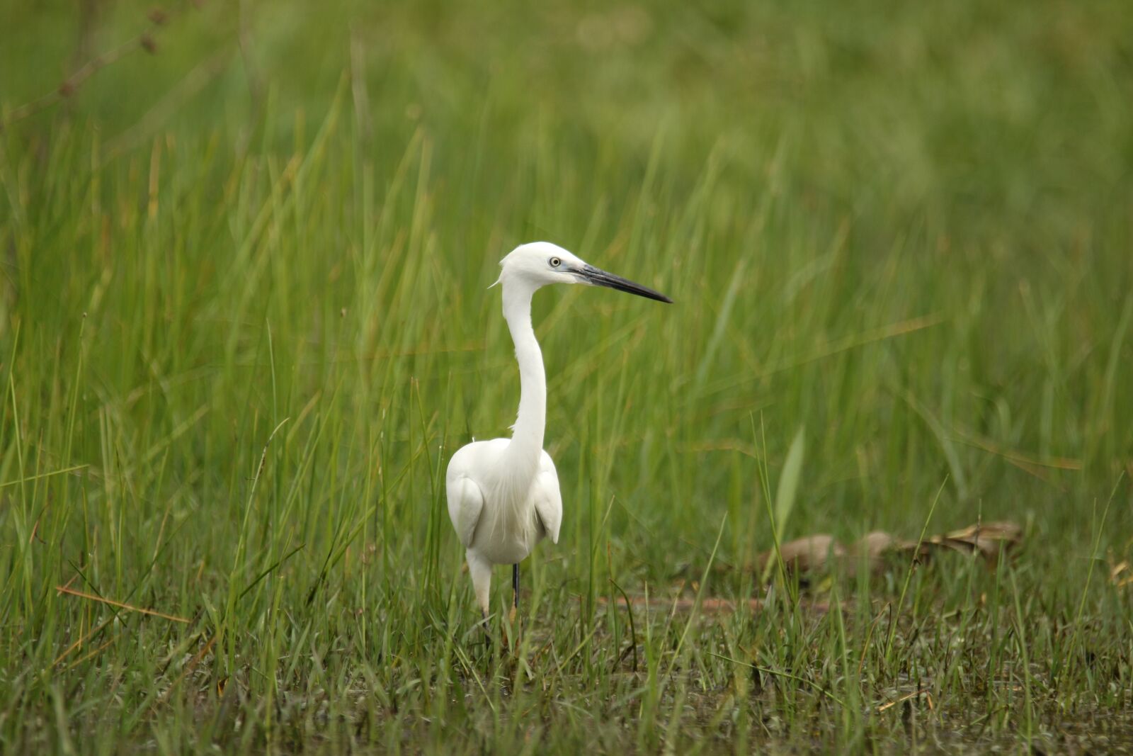 Canon EOS 7D Mark II sample photo. Bird, little egret, watching photography
