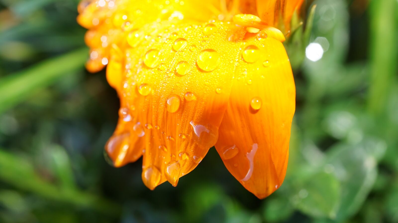 Sony a6000 + Sony E 30mm F3.5 Macro sample photo. Petals, orange blossom, rain photography