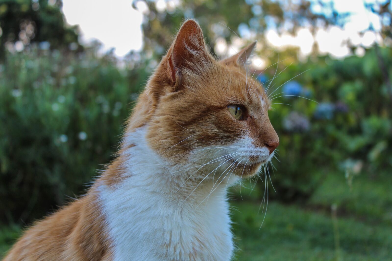 Canon EOS 1300D (EOS Rebel T6 / EOS Kiss X80) sample photo. Cat, feline, animals photography