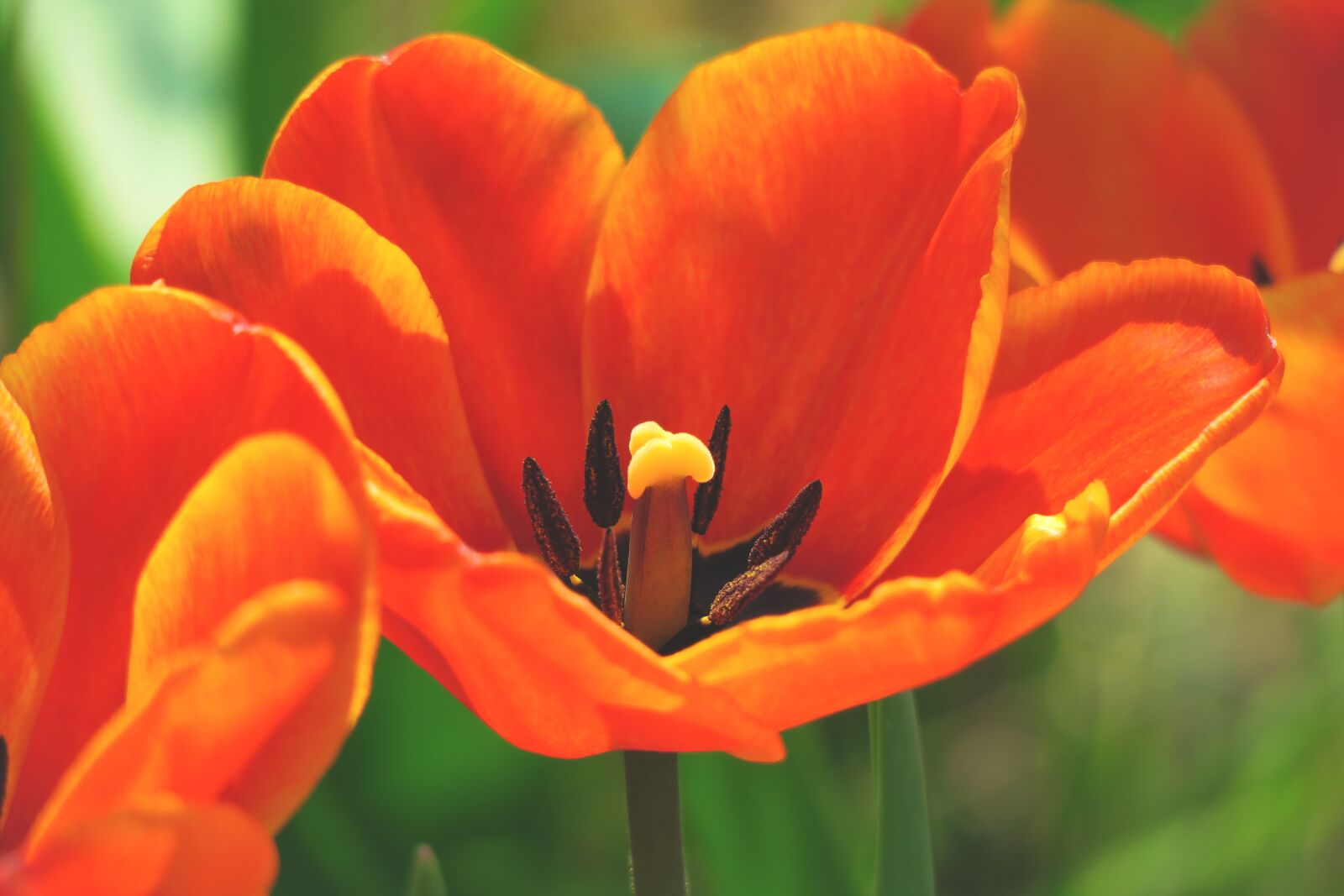Canon PowerShot G3 X sample photo. Tulip, blossom, bloom photography