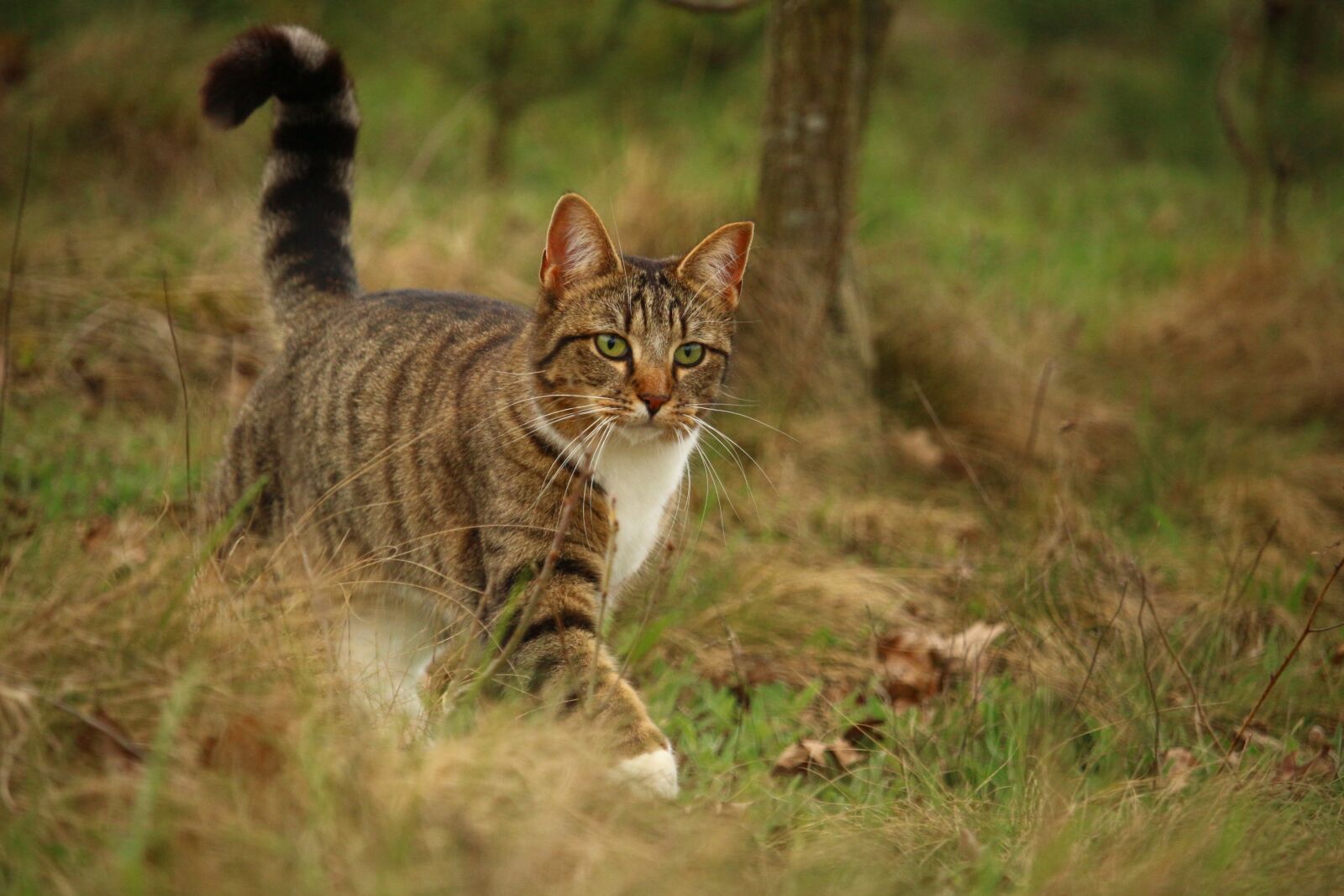 Canon EOS 100D (EOS Rebel SL1 / EOS Kiss X7) sample photo. Cat, mackerel, kitten photography