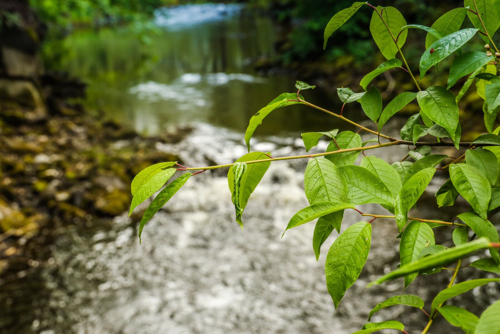 Canon EOS R sample photo. Branch, leaves, tree photography