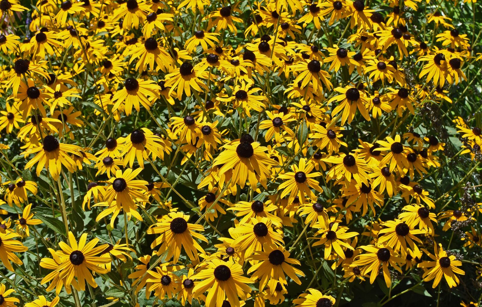 Nikon D3300 sample photo. Black-eyed susan, flower, blossom photography