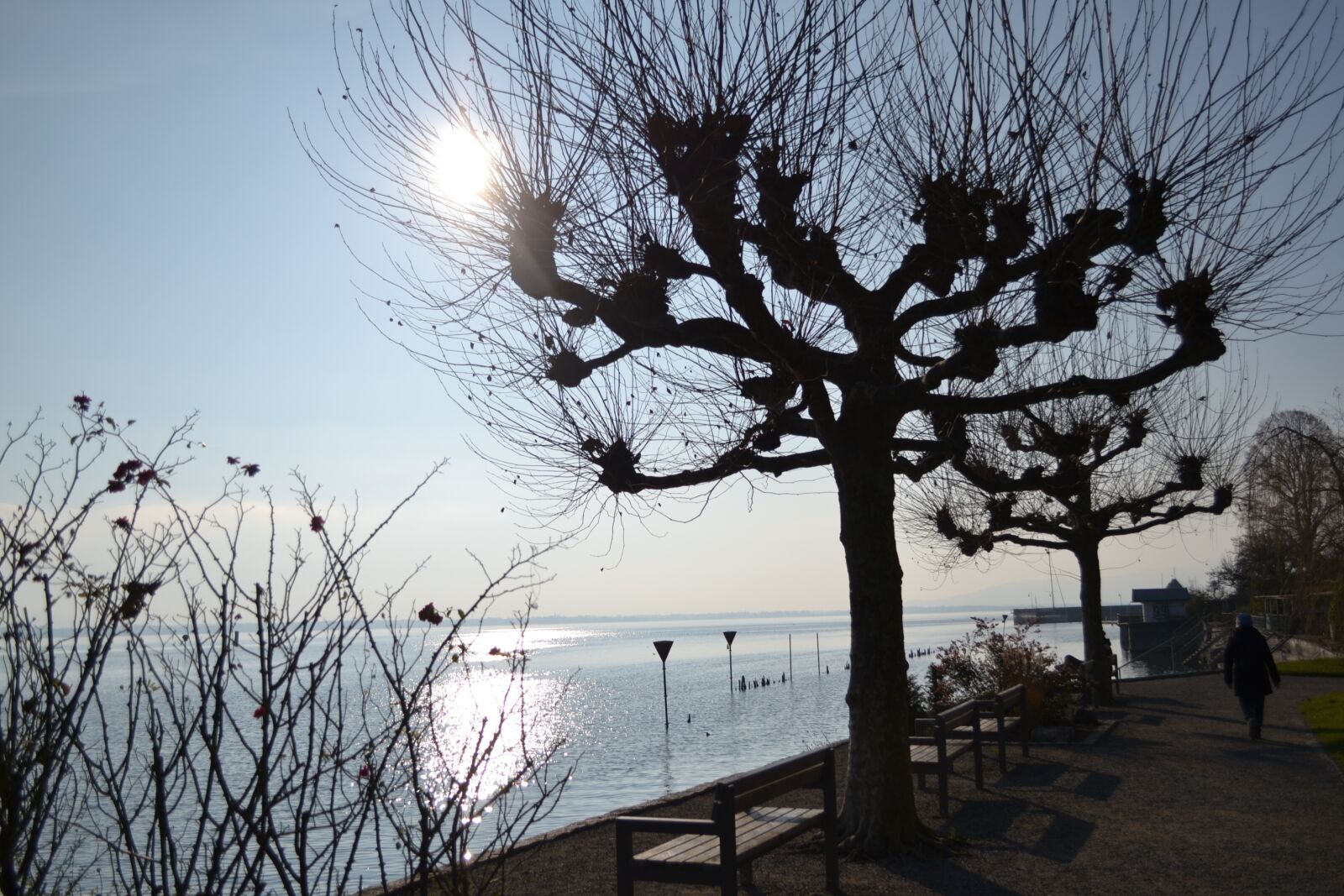 Nikon D3100 sample photo. Winter, tree, snow photography
