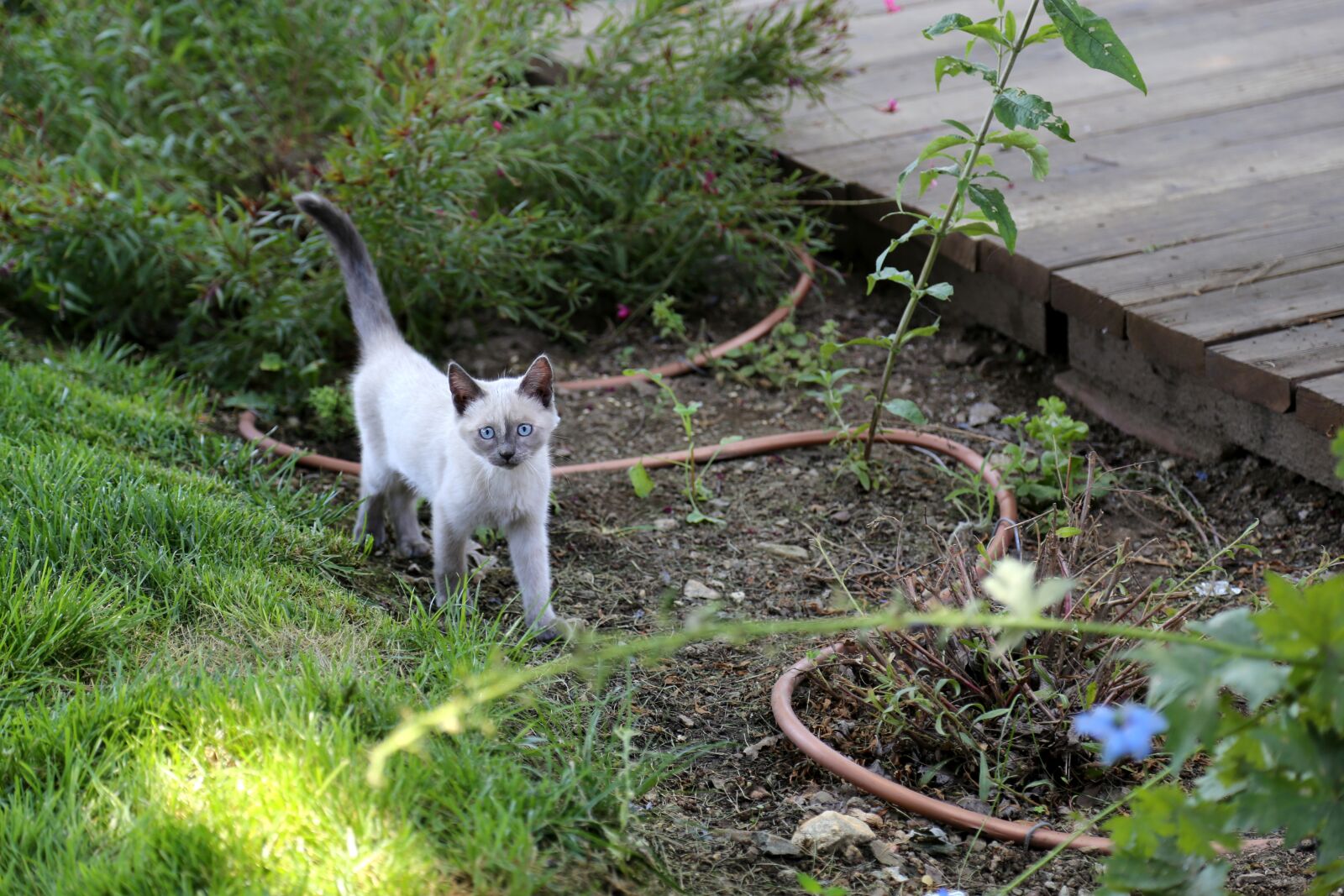 Canon EOS 6D + Canon EF 24-105mm F4L IS USM sample photo. Kitten, siamese, cat photography