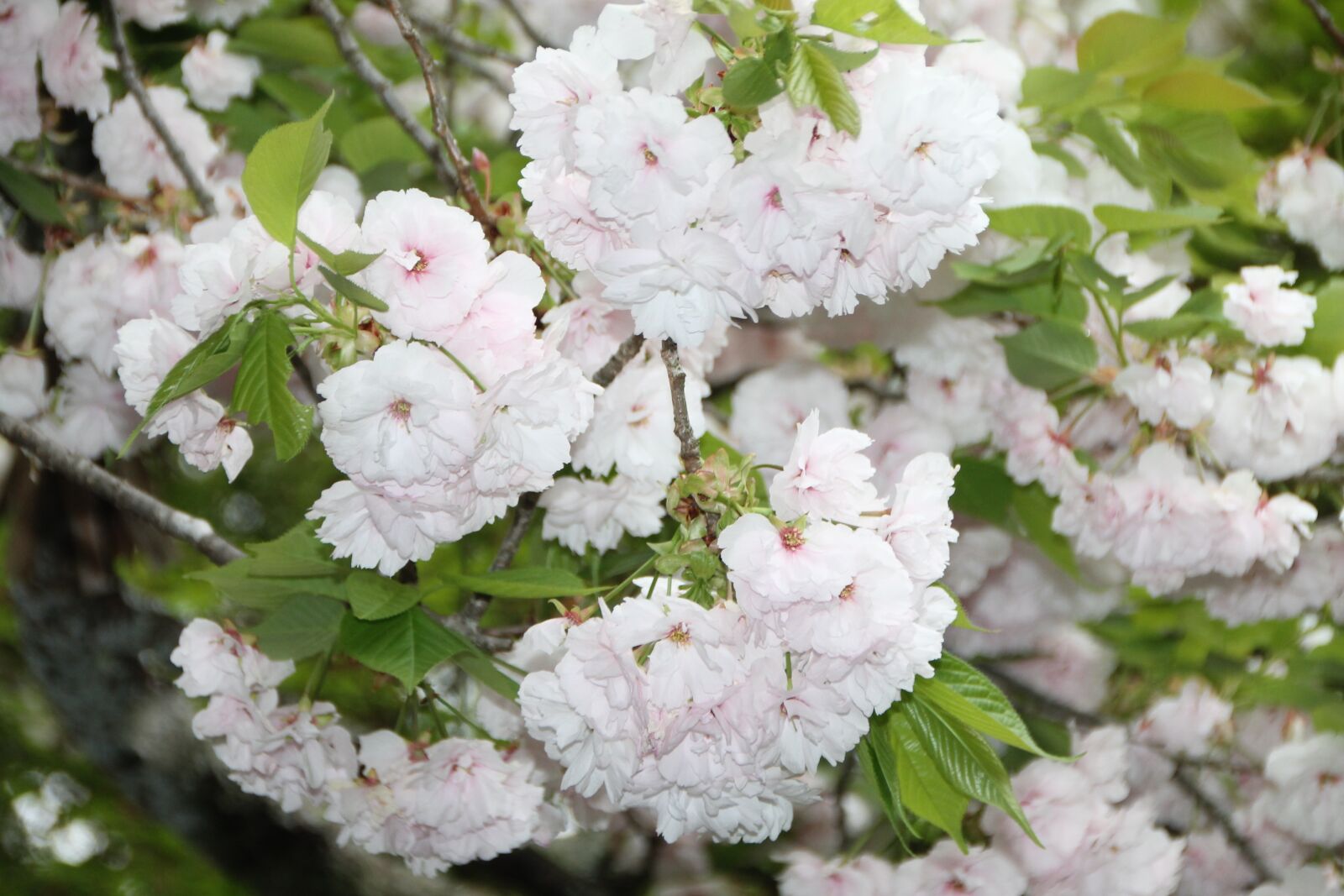 Canon EOS 1100D (EOS Rebel T3 / EOS Kiss X50) sample photo. Japan, water, flower photography