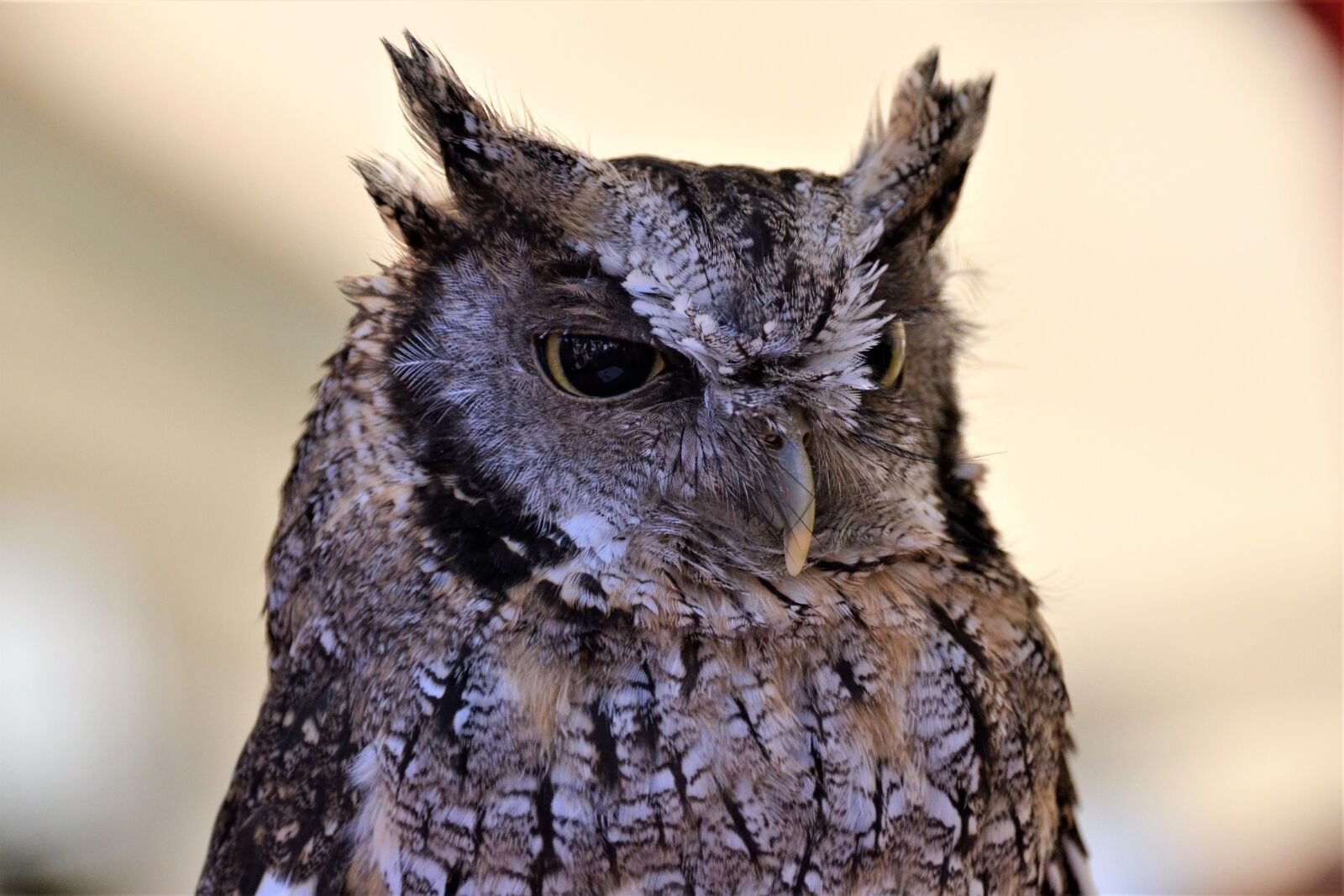 Nikon D3100 sample photo. Tropical screech owl, owl photography
