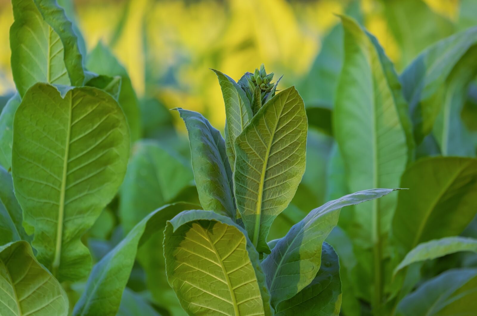 Fujifilm XF 55-200mm F3.5-4.8 R LM OIS sample photo. Tobacco, nicotiana tabacum, leaves photography
