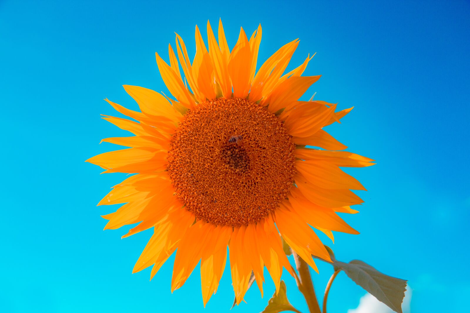 Canon EOS 700D (EOS Rebel T5i / EOS Kiss X7i) sample photo. Sunflower, summer, the sun photography