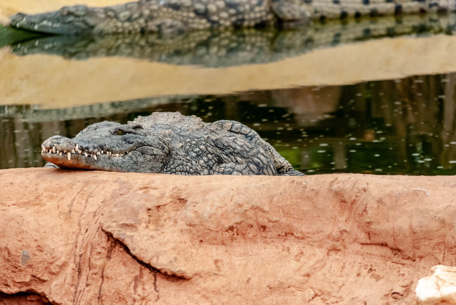 Nikon D80 sample photo. Crocodile, reptile, alligator photography