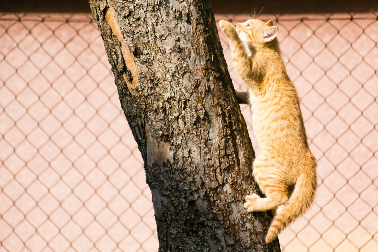 Nikon D3100 sample photo. Cat, kitten, tree photography