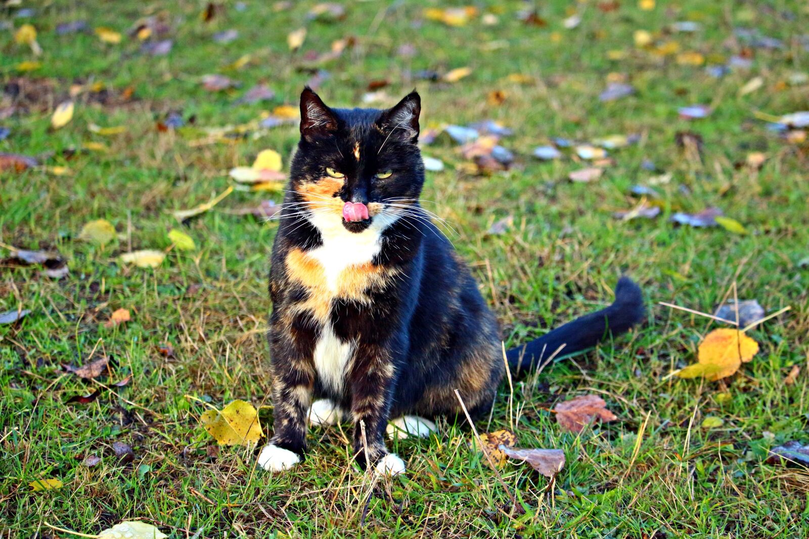 Canon EOS 100D (EOS Rebel SL1 / EOS Kiss X7) sample photo. Cat, mieze, lucky cat photography