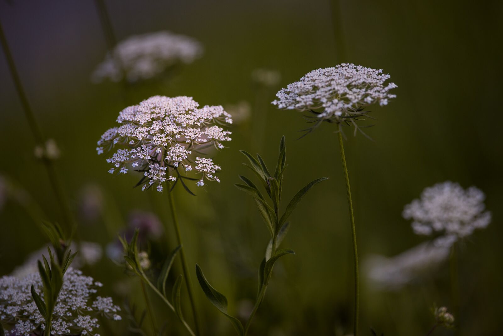 Nikon D750 sample photo. Plant, blossom, bloom photography