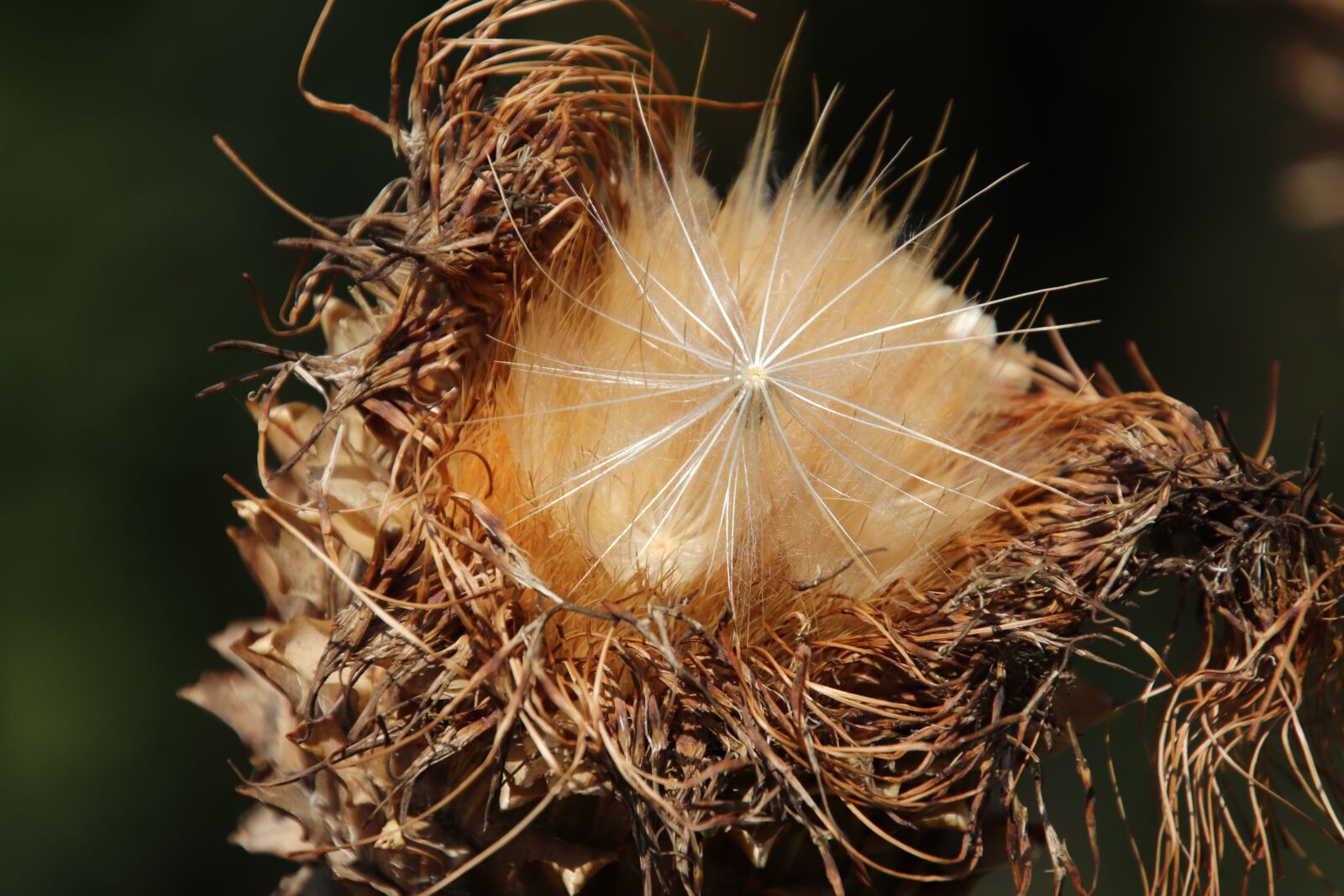 Canon EOS 800D (EOS Rebel T7i / EOS Kiss X9i) sample photo. Artichokes, seeds of artichokes photography