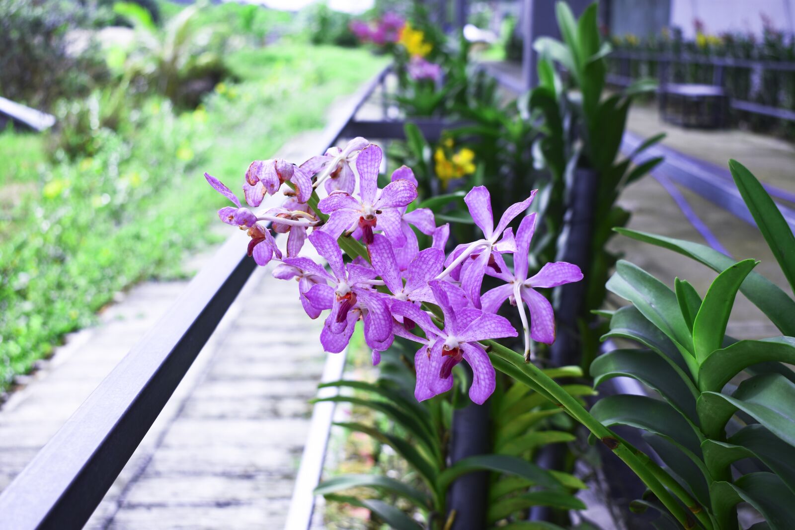 Nikon D3400 sample photo. Flowers, leaf, spring photography