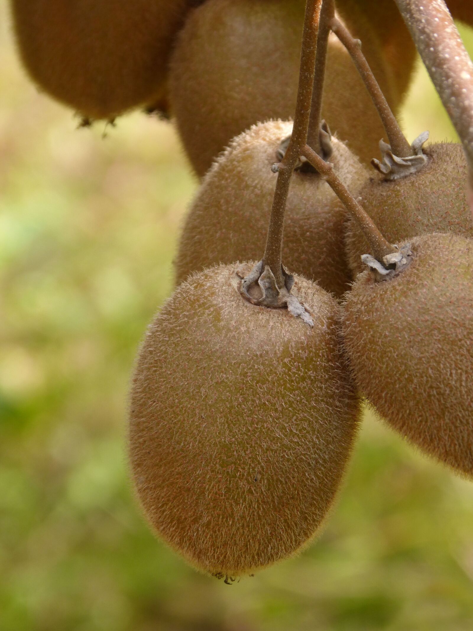 Panasonic DMC-FZ62 sample photo. Kiwi, fruit, natural photography