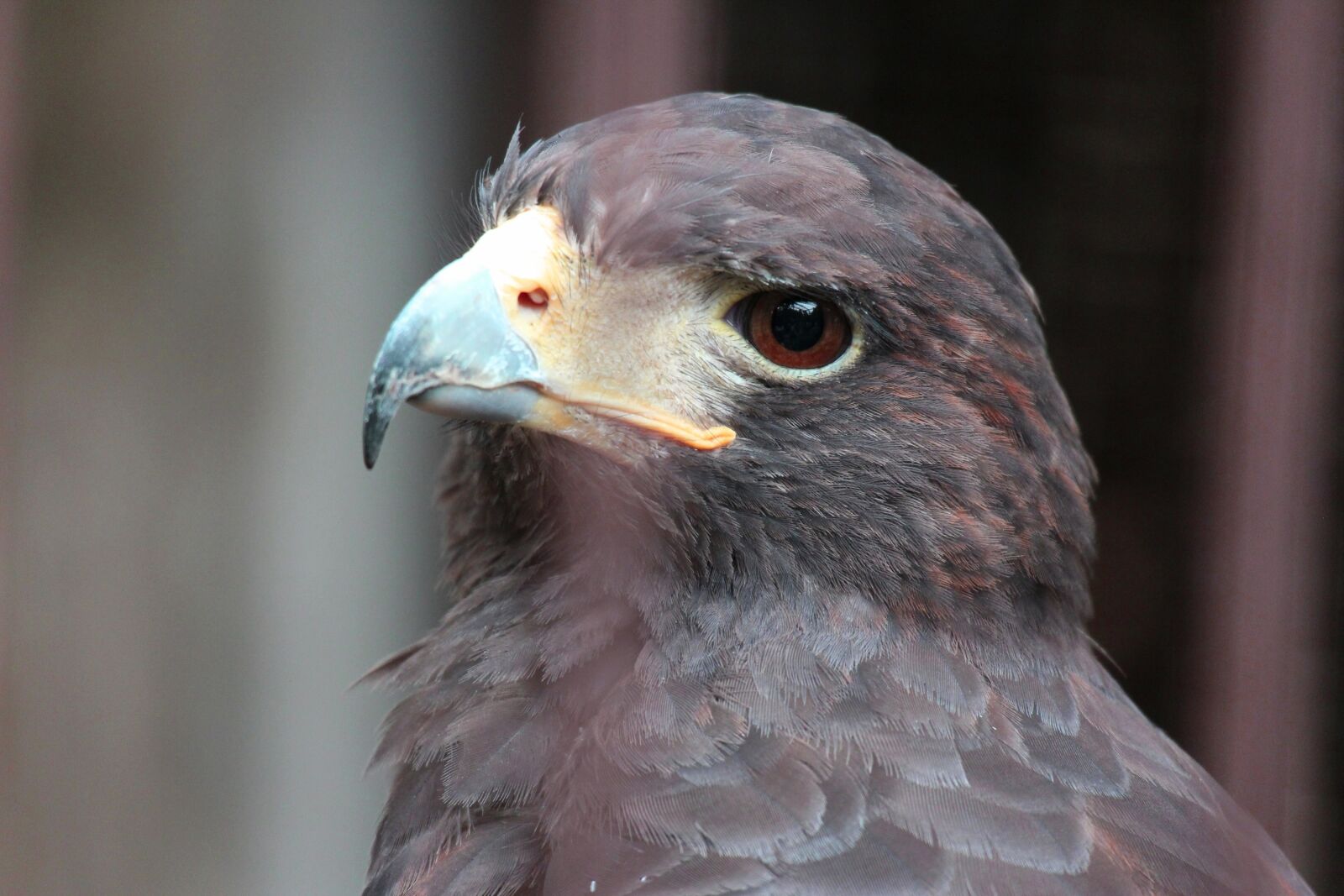 Canon EOS M2 sample photo. Animal, bird, beautiful photography