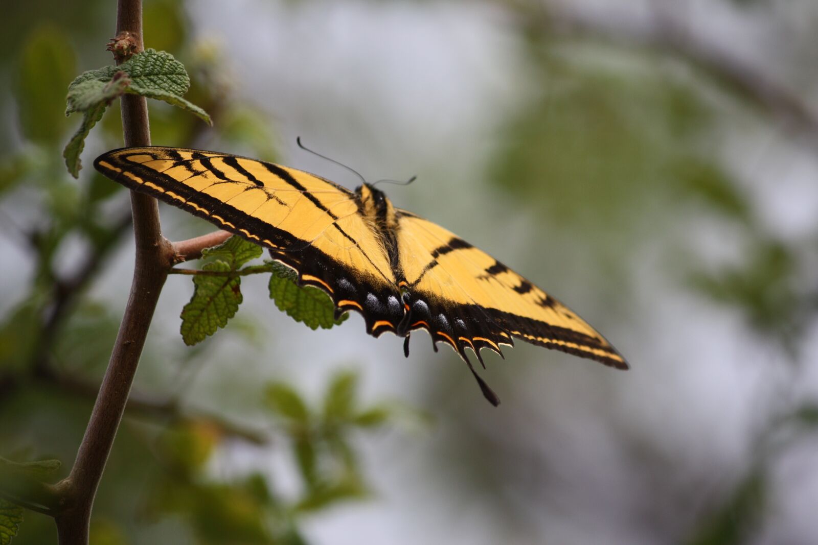 Canon EOS 450D (EOS Rebel XSi / EOS Kiss X2) sample photo. Butterfly, nature, wings photography