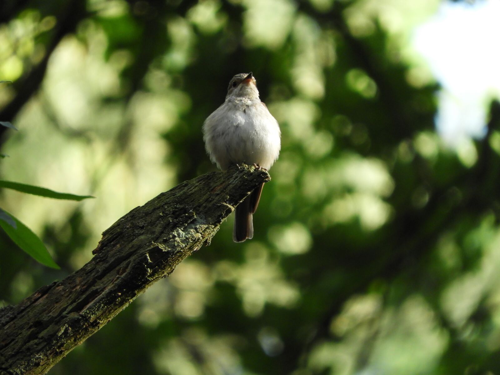 Nikon Coolpix B700 sample photo. Bird, branch, feather photography