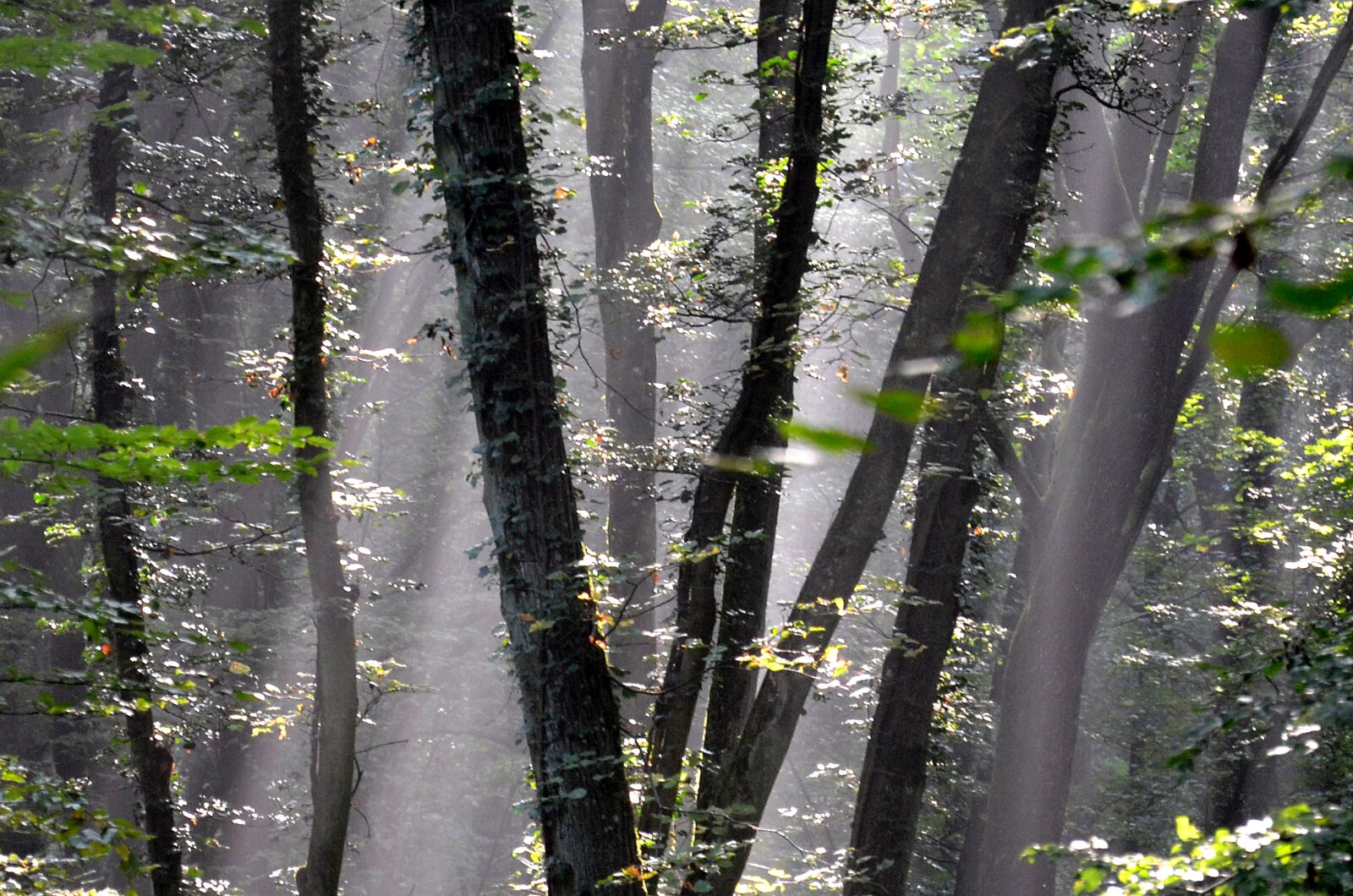 Nikon D5100 sample photo. Forest, light, nature photography