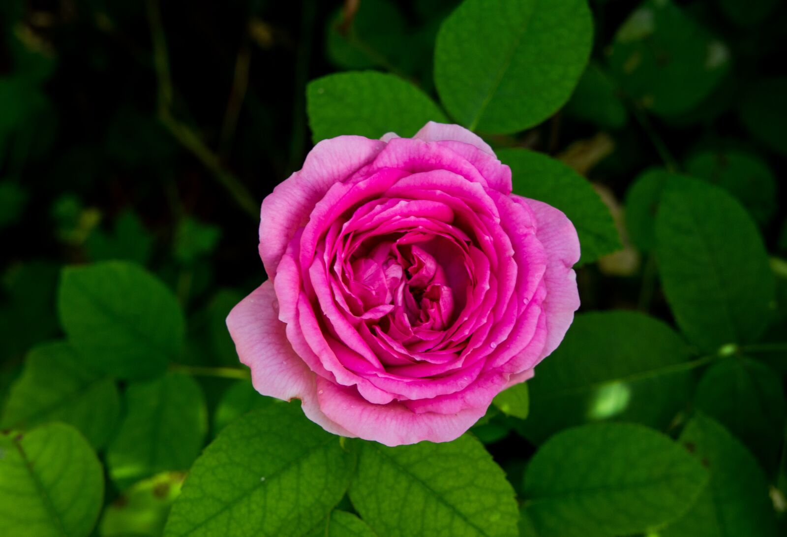 Sony Alpha NEX-3 sample photo. Pink, garden, roses photography