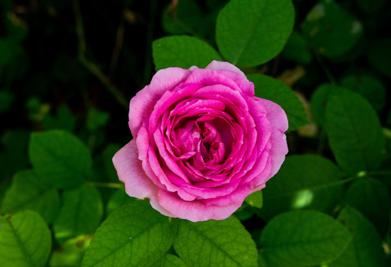 Sony Alpha NEX-3 + Sony E 18-55mm F3.5-5.6 OSS sample photo. Pink, garden, roses photography