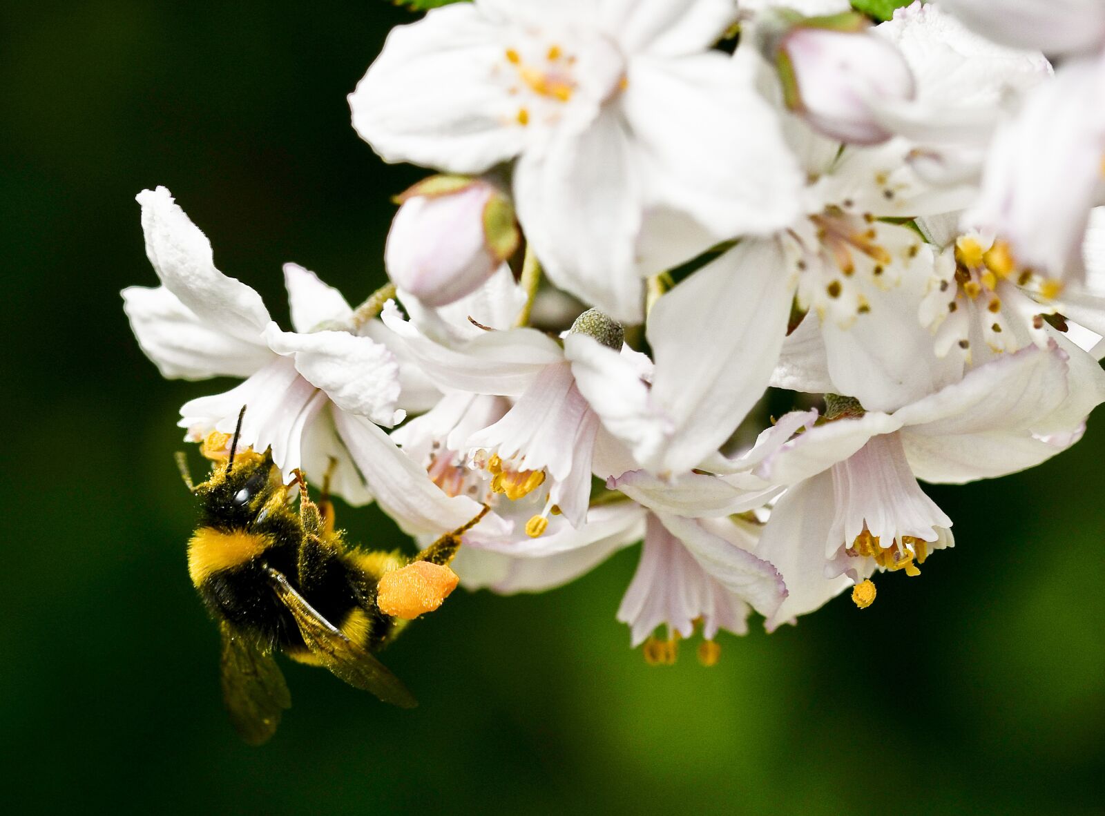 Nikon D500 sample photo. Of deutzia flower, nature photography