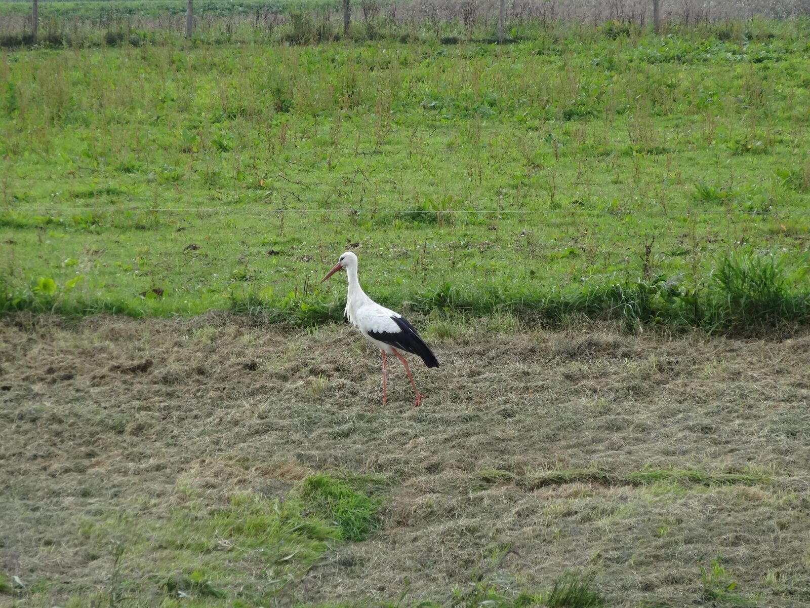Sony Cyber-shot DSC-HX20V sample photo. Stork, netherlands, pasture photography
