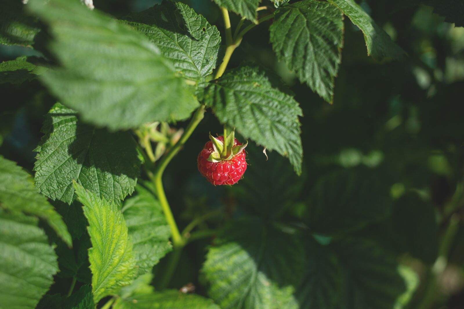 Canon EF 40mm F2.8 STM sample photo. Berry, food, fresh photography